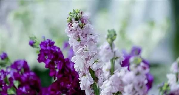 紫罗兰的花语是什么？它背后有哪些美丽传说？