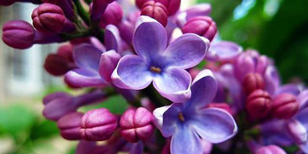 丁香花语代表什么意思？丁香花象征着什么情感？
