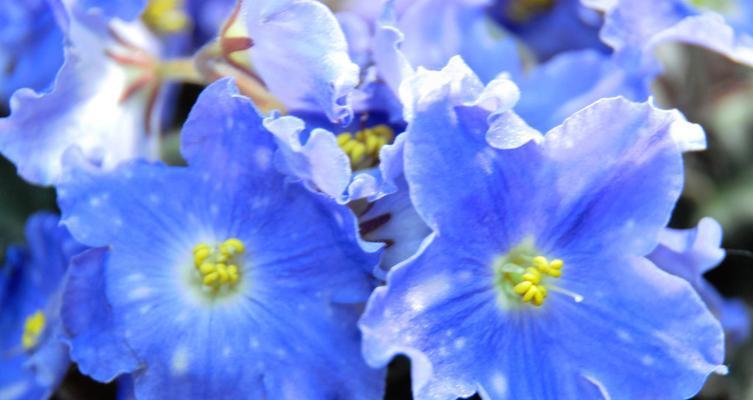 紫罗兰花语代表什么？了解紫罗兰的象征意义和花语含义？