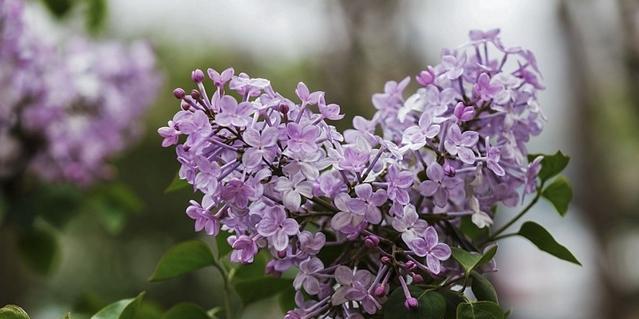 丁香花长什么样子？如何辨别丁香花的特征？