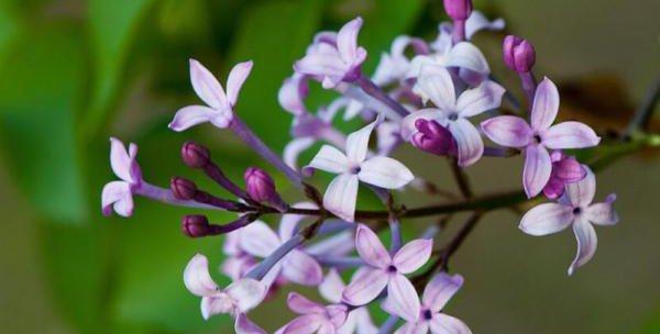 丁香花什么时候开花？一年能开几次花？