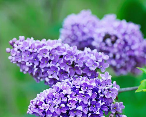 丁香花什么时候开花？一年能开几次花？