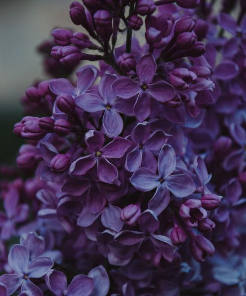 丁香花什么时候开花？一年能开几次花？
