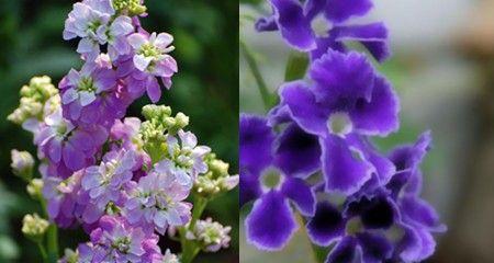 紫罗兰花语寓意是什么？如何正确解读紫罗兰的花语含义？