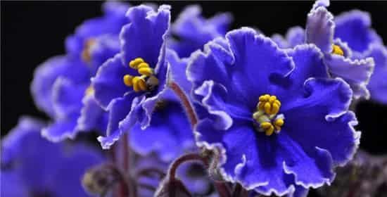 紫罗兰花语寓意是什么？如何正确解读紫罗兰的花语含义？