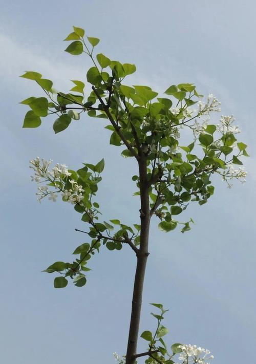 丁香施什么肥最好？如何根据季节选择合适的肥料？
