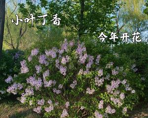 丁香树可以种在院子里吗？种植条件和注意事项是什么？