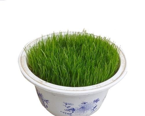 丁香种子发芽需要多长时间？如何加速发芽过程？
