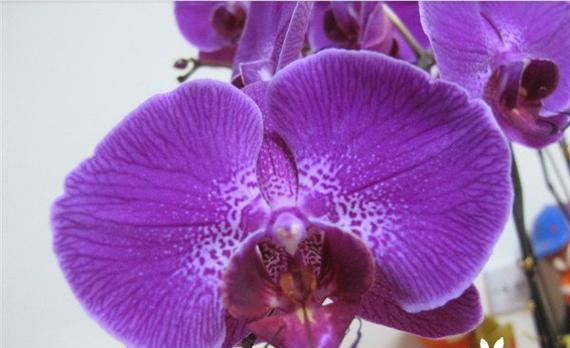 紫色的花有哪些？它们各自的花语是什么？