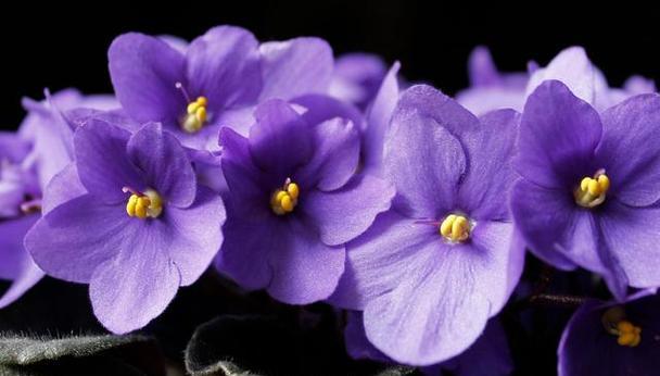 紫色的花有哪些？它们各自的花语是什么？