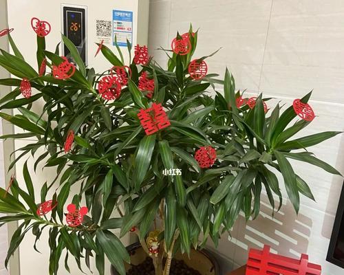 订婚时应该选择哪种花？订婚花卉的含义是什么？