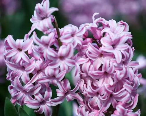 紫色风信子代表什么含义？花语有哪些独特之处？