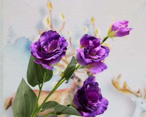 紫色桔梗花代表什么？花语和寓意有哪些常见问题解答？
