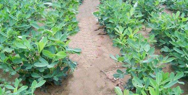 东北花生播种的最佳时间是什么时候？播种后需要注意哪些问题？