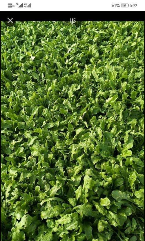 东北芥菜播种的最佳时间是什么时候？如何确保高产？