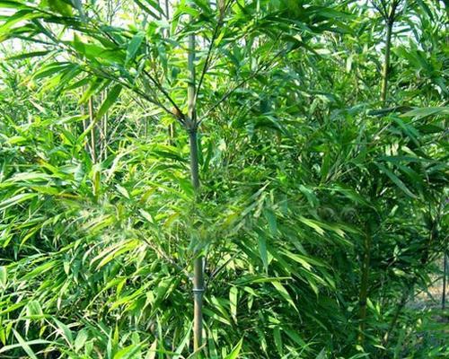 东北地区种植竹子的可行性及注意事项？