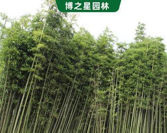 东北地区种植竹子的可行性及注意事项？