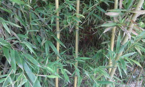 东北地区种植竹子的可行性及注意事项？