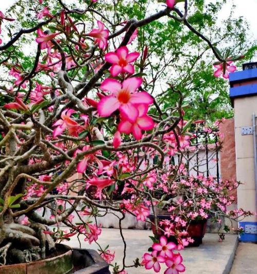 东北适合养什么花？有哪些花卉品种推荐？