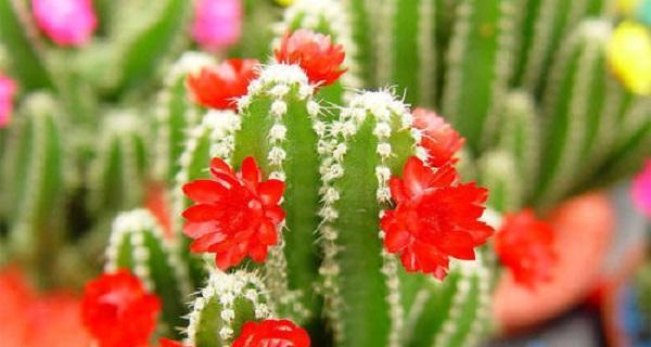 东北适合养什么花？有哪些花卉品种推荐？