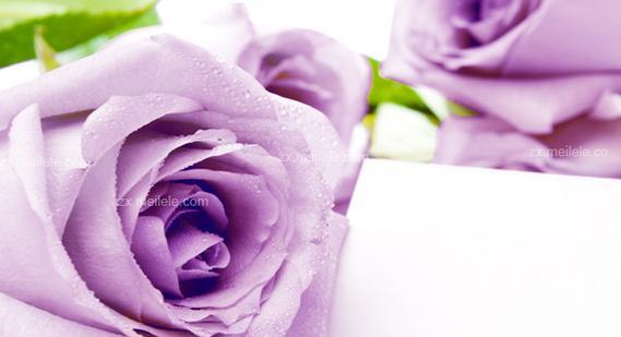 紫色玫瑰代表什么含义？花语有哪些特别之处？