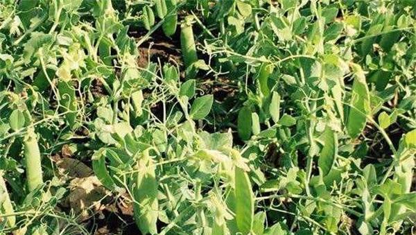东北豌豆几月份种植最合适？如何确保高产？