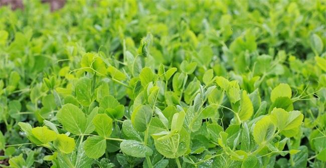 东北豌豆几月份种植最合适？如何确保高产？