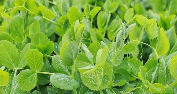 东北豌豆几月份种植最合适？如何确保高产？