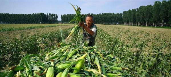东北玉米什么时候收获最佳？常见收获问题解答？
