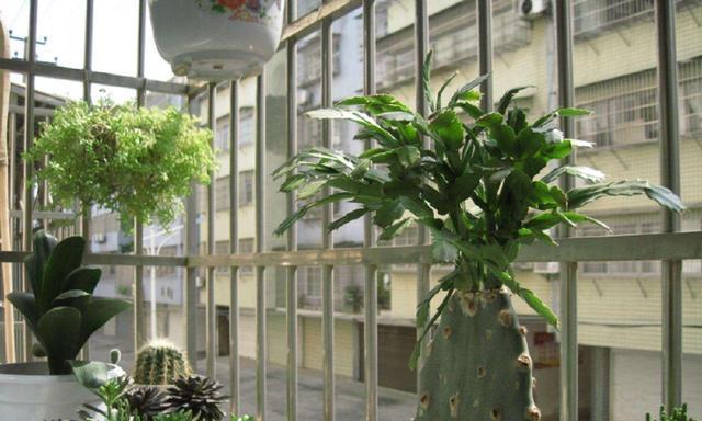 东边阳台适合养什么花？光照条件下的花卉选择指南？