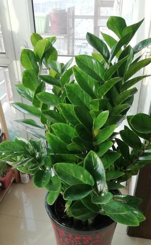 东边阳台适合养什么花？光照条件下的花卉选择指南？