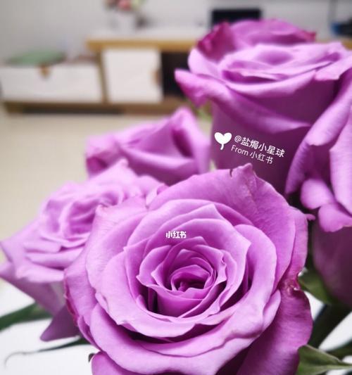 紫色玫瑰花代表什么？紫色玫瑰花的深层含义是什么？