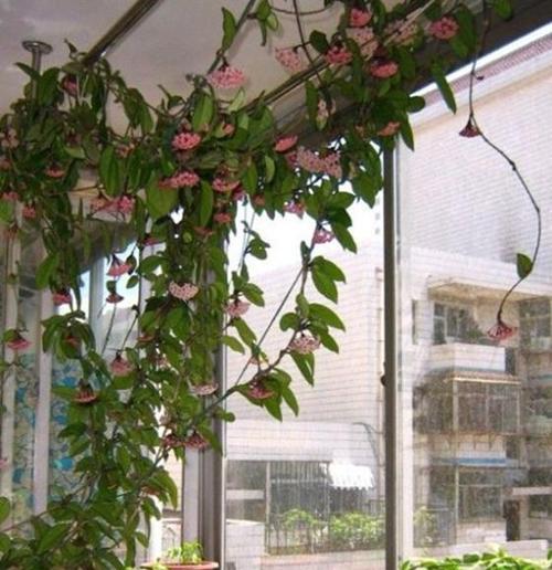 东面阳台适合养什么花？如何选择适合的植物？