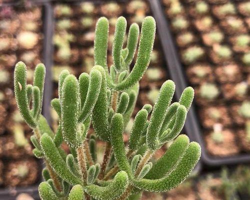东面阳台适合养什么花或植物？有哪些推荐？