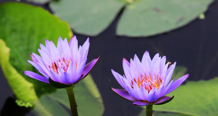 紫色睡莲的花语是什么？如何用它表达爱意？
