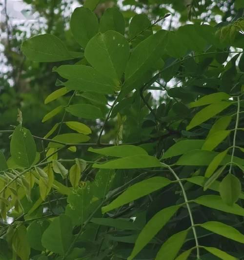 东坡槐属于被子植物吗？它的分类和特性是什么？