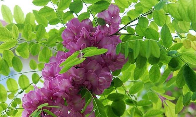 东坡槐属于被子植物吗？它的分类和特性是什么？