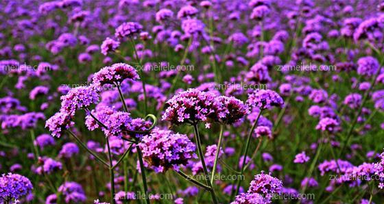 紫色薰衣草代表什么？花语和寓意有哪些？