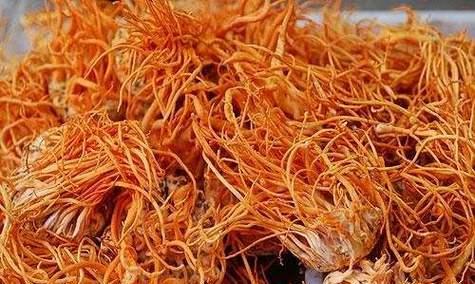冬虫夏草什么时候采摘最佳？收获季节有哪些注意事项？