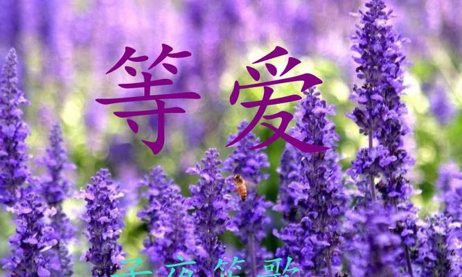 紫色薰衣草花语有哪些寓意？它代表了什么含义？