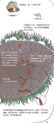 冬虫夏草的生长环境是什么？哪些地方条件最适合其生长？