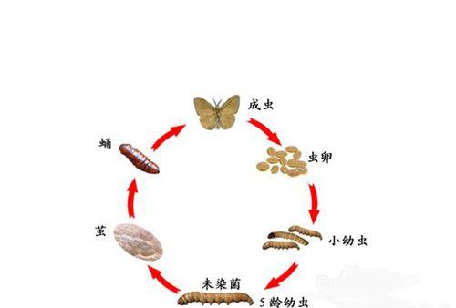 冬虫夏草的生长环境是什么？哪些地方条件最适合其生长？