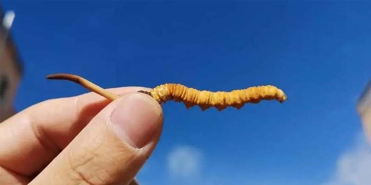 冬虫夏草生长条件是什么？其特性有哪些常见问题？