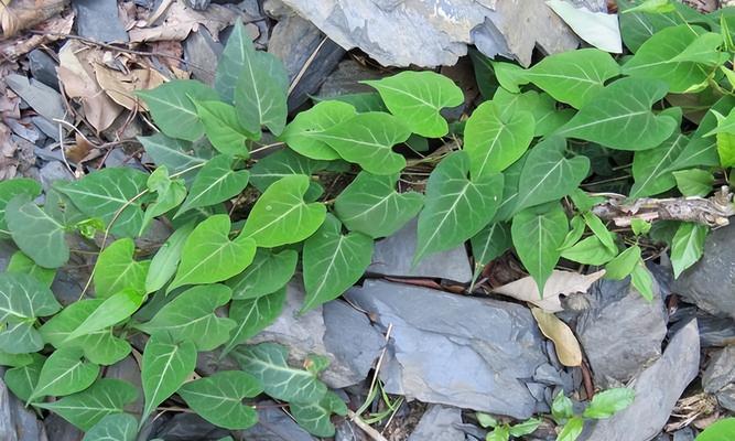 冬虫夏草属于哪一类植物？它的独特属性有哪些？