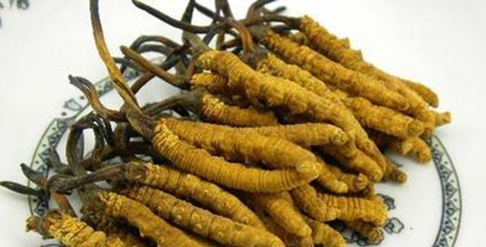 冬虫夏草属于哪一类植物？它的独特属性有哪些？