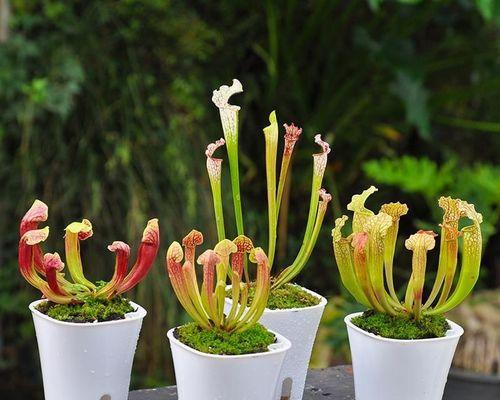 冬虫夏草究竟是植物还是虫子？揭秘其真实身份！