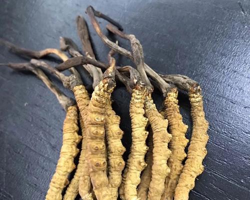 冬虫夏草究竟是植物还是虫子？揭秘其真实身份！