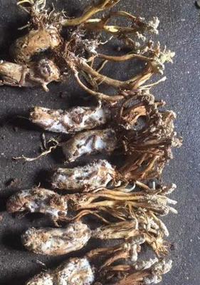 冬虫夏草有种子吗？如何正确理解冬虫夏草的繁殖方式？