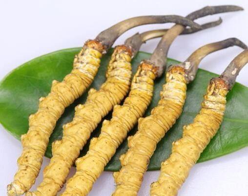 冬虫夏草有种子吗？如何正确理解冬虫夏草的繁殖方式？