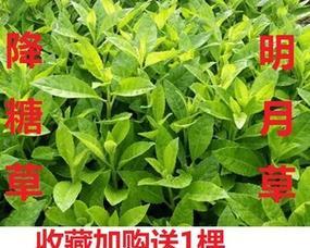 冬冬草是什么草？它的功效和使用方法有哪些？